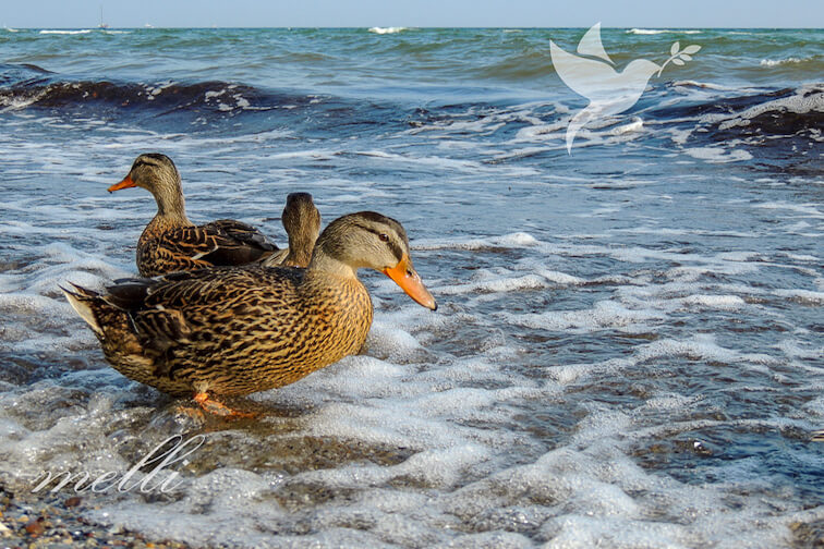 ducks at the sea