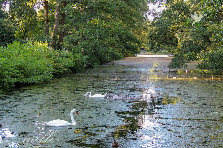 swan river