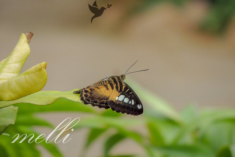 Schmetterling im Flug